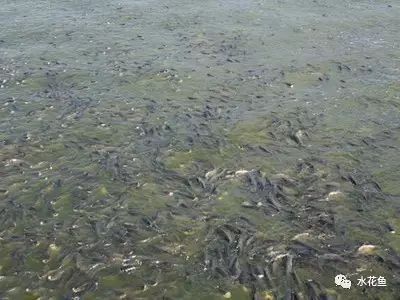 如何判斷小火龍魚是否生病？
