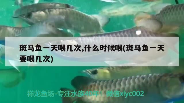 斑馬魚一天喂幾次,什么時候喂(斑馬魚一天要喂幾次)