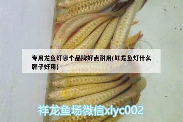 紅龍魚哪個牌子燈最好用（紅龍魚專用燈品牌排名）