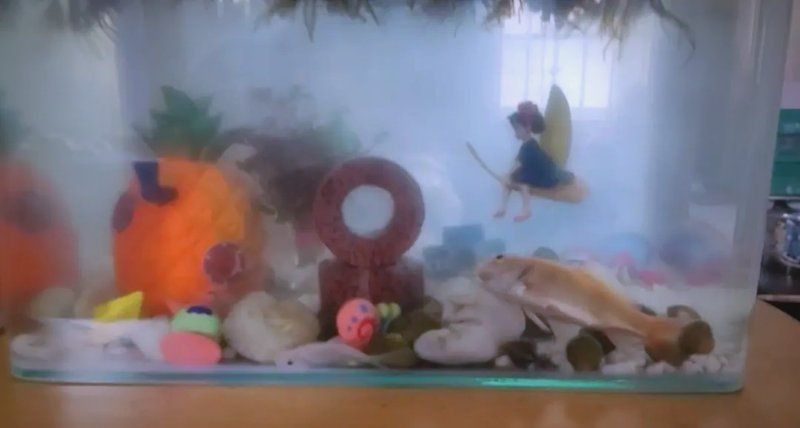 金鉆放魚缸會把魚弄死嗎