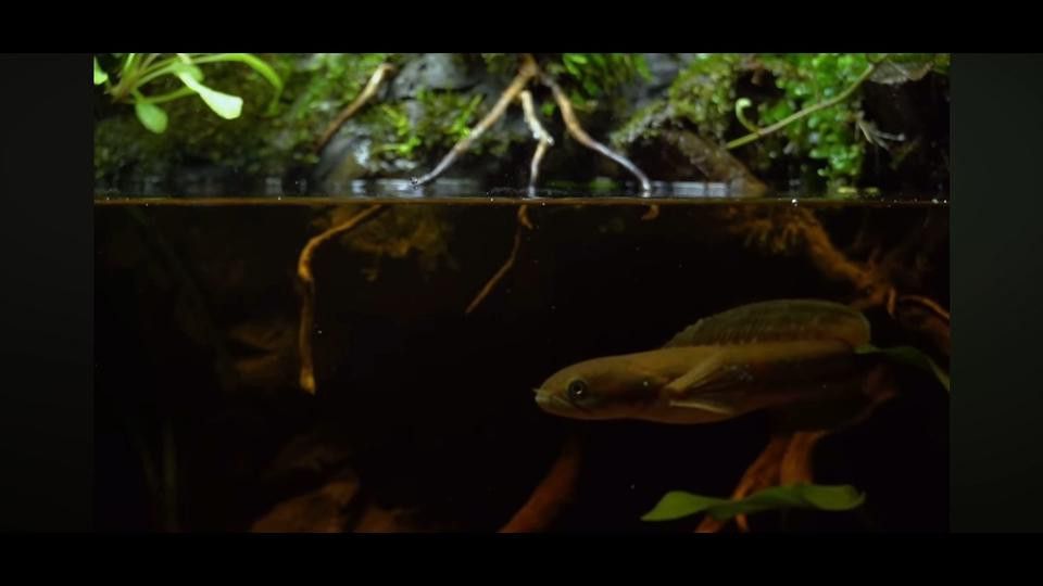 如何設置龍魚的魚缸環境？