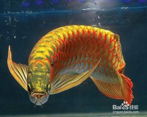 龍魚爛尾巴怎么治療：如何治療龍魚爛尾巴