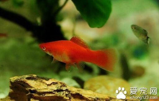 紅龍魚白點病怎么治：紅龍魚白點病怎么治紅龍魚白點病怎么治