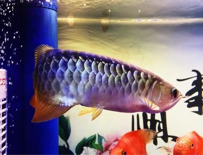 金龍魚咬鸚鵡魚怎么回事：給傷口消炎,金龍魚咬鸚鵡魚怎么回事