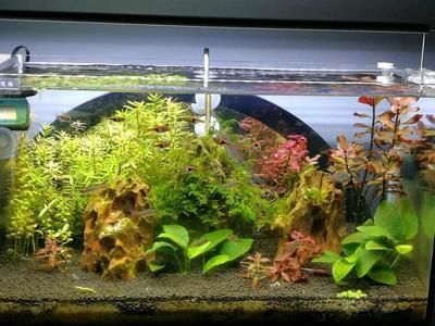 魚缸品牌一線品牌推薦一下，三星魚缸的優勢