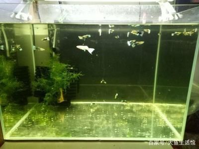 魚缸品牌一線品牌推薦一下，三星魚缸的優勢
