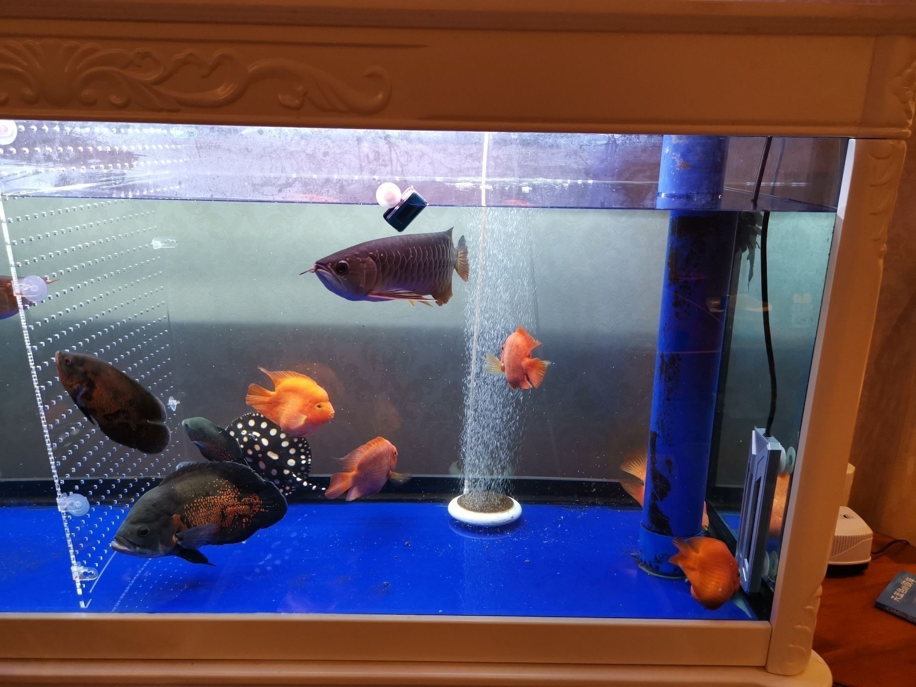 養龍魚的魚缸水位高度應該控制在30-50厘米左右最合適：養龍魚時，魚缸的水位高度是一個重要的考慮因素