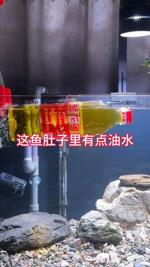 招財魚和金龍魚混養嗎圖片