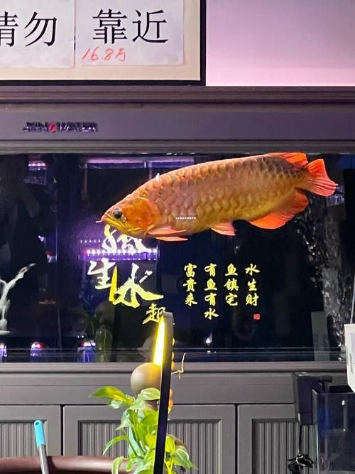 招財魚和金龍魚混養嗎圖片