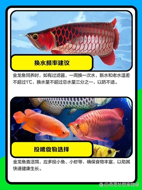 招財魚和金龍魚混養嗎圖片