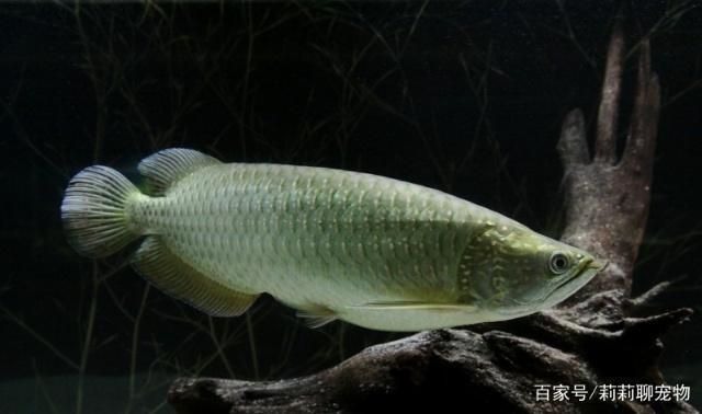 什么龍魚好養又好看（適合新手飼養的龍魚品種推薦，紅尾金龍的選購技巧）