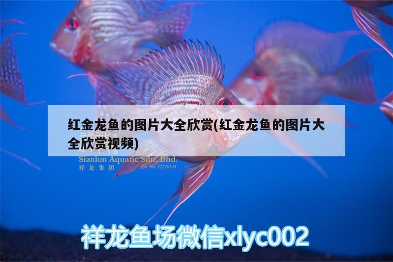 紅金龍魚的圖片大全欣賞(紅金龍魚的圖片大全欣賞視頻)