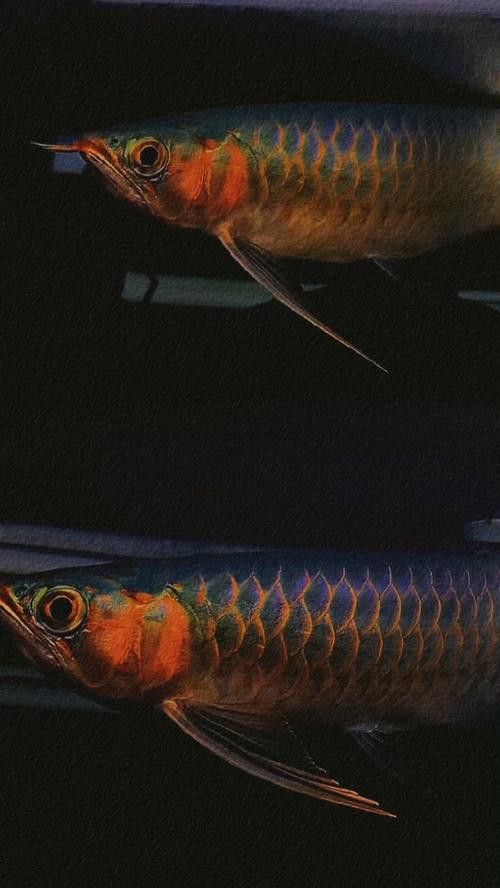 30公分的紅龍魚價格及圖片
