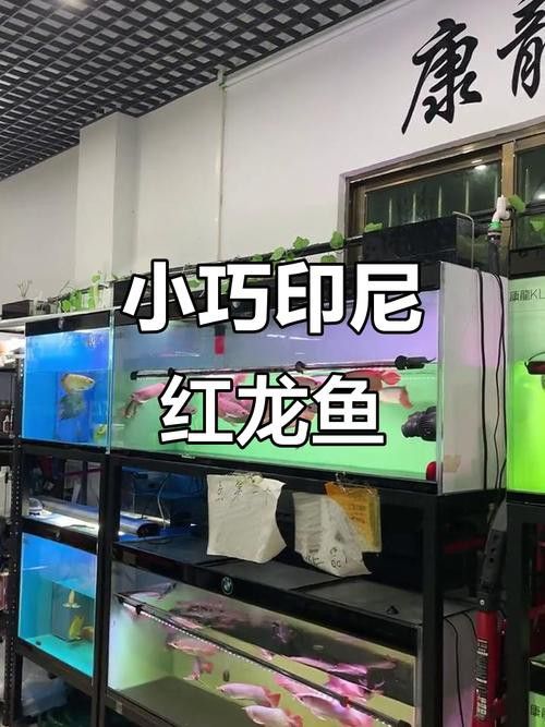 30公分的紅龍魚價格及圖片