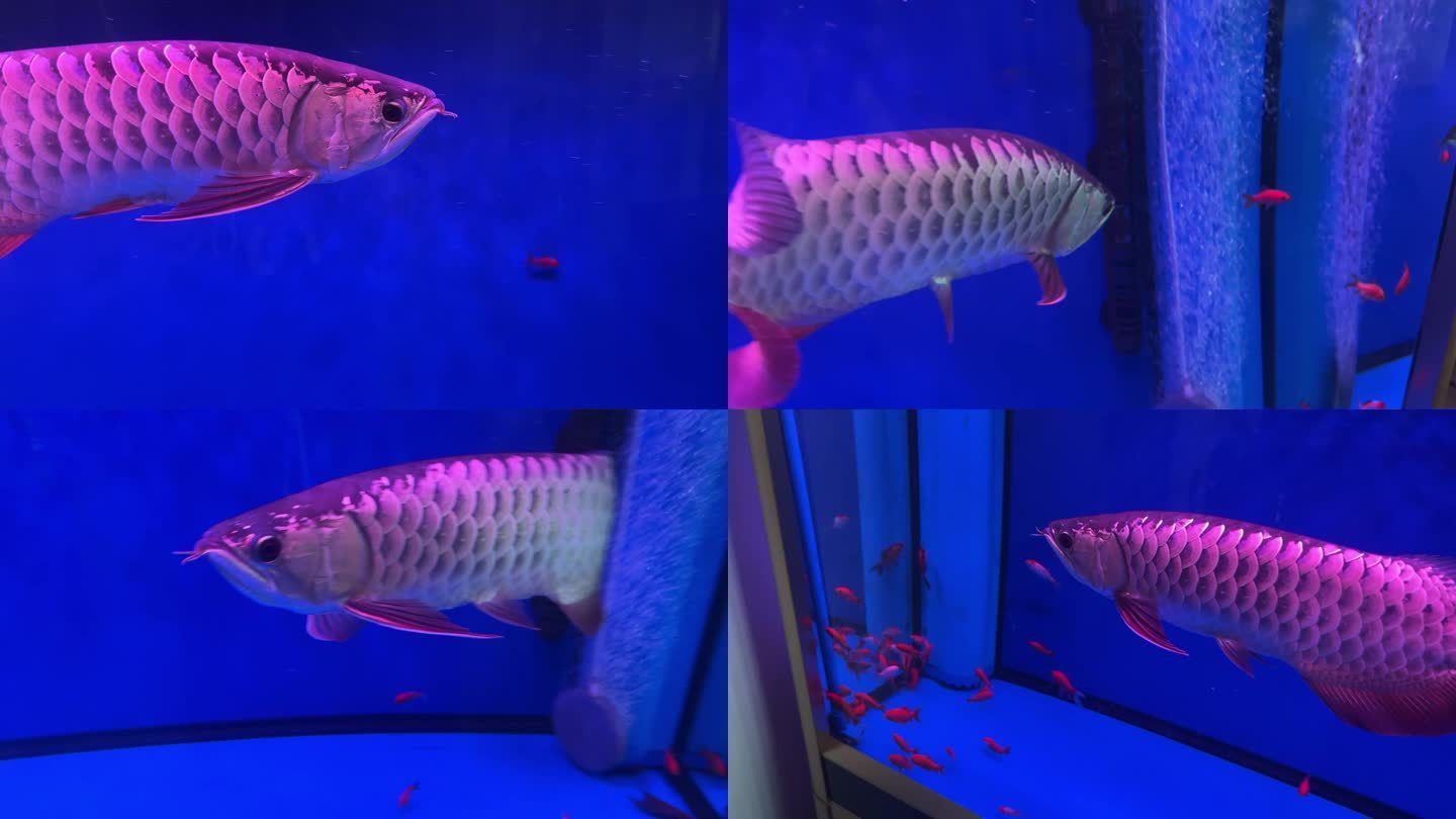 紅色的金龍魚好不好養(yǎng)活（養(yǎng)殖紅色金龍魚需要注意的問題）