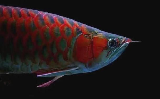 紅龍魚挑選技巧和方法圖片