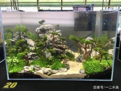 紅龍魚應該怎么養殖視頻：紅龍魚養殖技術
