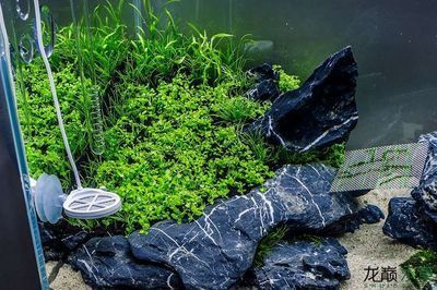 紅龍魚應該怎么養殖視頻：紅龍魚養殖技術