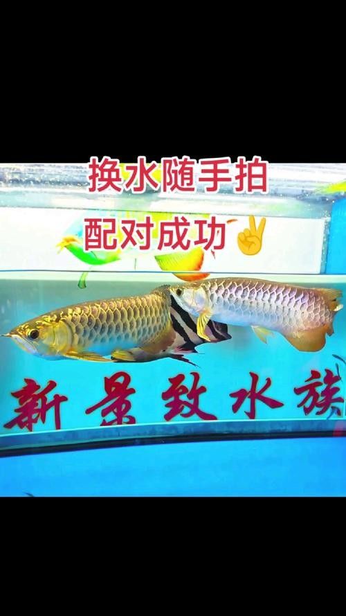 龍魚和什么魚混養(yǎng)好看圖片