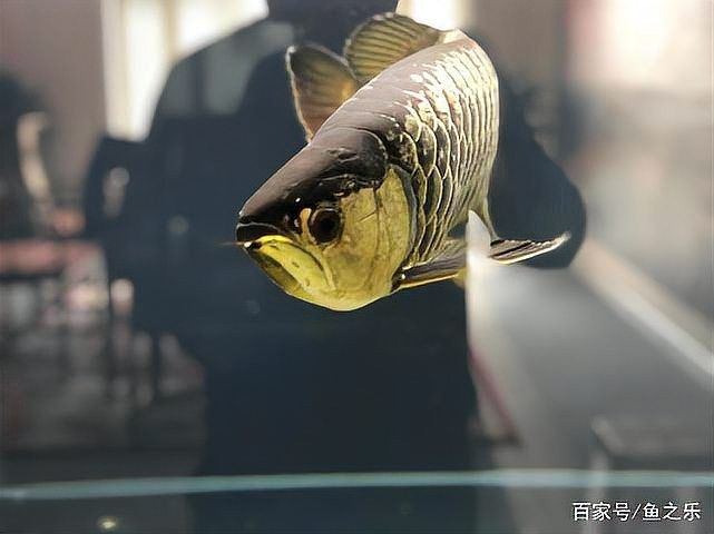 龍魚和什么魚混養(yǎng)好看圖片