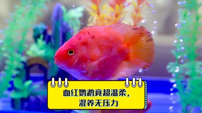 龍魚和什么魚混養(yǎng)好看圖片