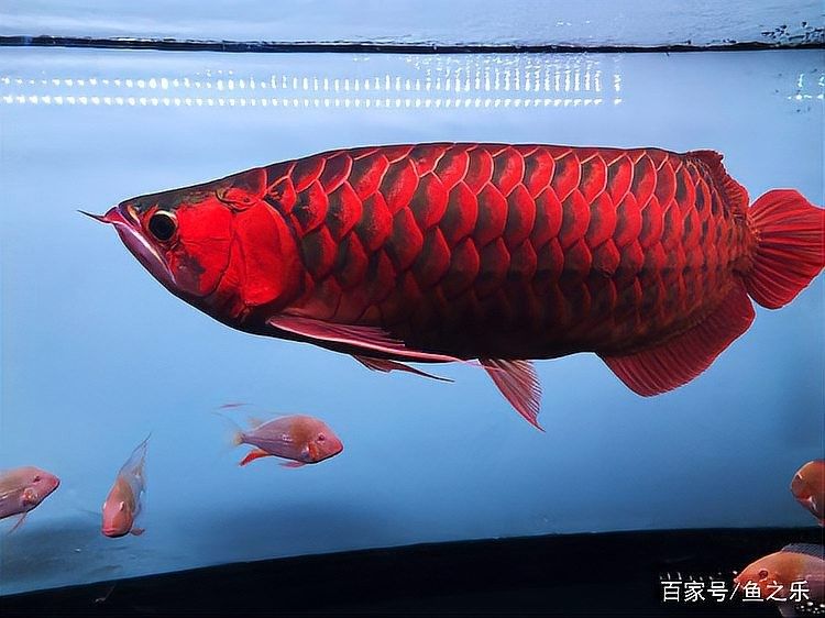 龍魚和什么魚混養(yǎng)好看圖片