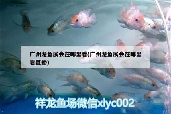 廣州龍魚展會(huì)在哪里：廣州龍魚展會(huì)參展商名單琶洲會(huì)展中心周邊酒店推薦