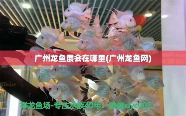 廣州龍魚展會(huì)在哪里：廣州龍魚展會(huì)參展商名單琶洲會(huì)展中心周邊酒店推薦