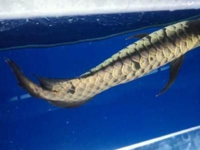 龍魚一般多大后不掉眼：如何判斷龍魚是否掉眼