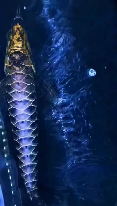 龍魚缸多寬最好：龍魚受傷了怎么辦