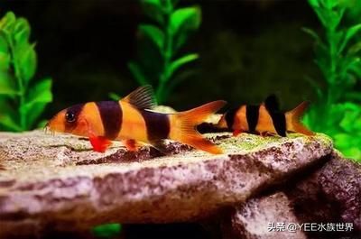三間鼠可以和龍魚混養嗎：三間鼠和龍魚混養的注意事項