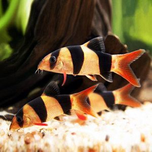 三間鼠可以和龍魚混養嗎：三間鼠和龍魚混養的注意事項