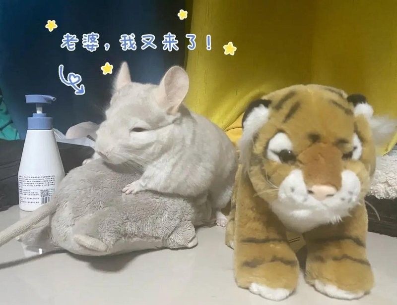 龍貓同睡需要準備哪些床上用品？