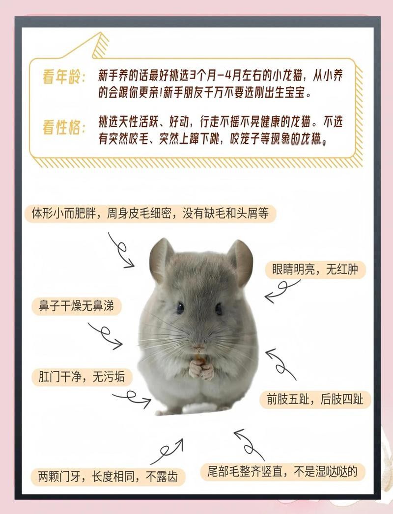 龍貓同睡需要準備哪些床上用品？