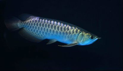 紋身紋金龍魚好嗎（金龍魚紋身具有豐富文化內涵和吉祥寓意的選擇并注意紋身后的保養）