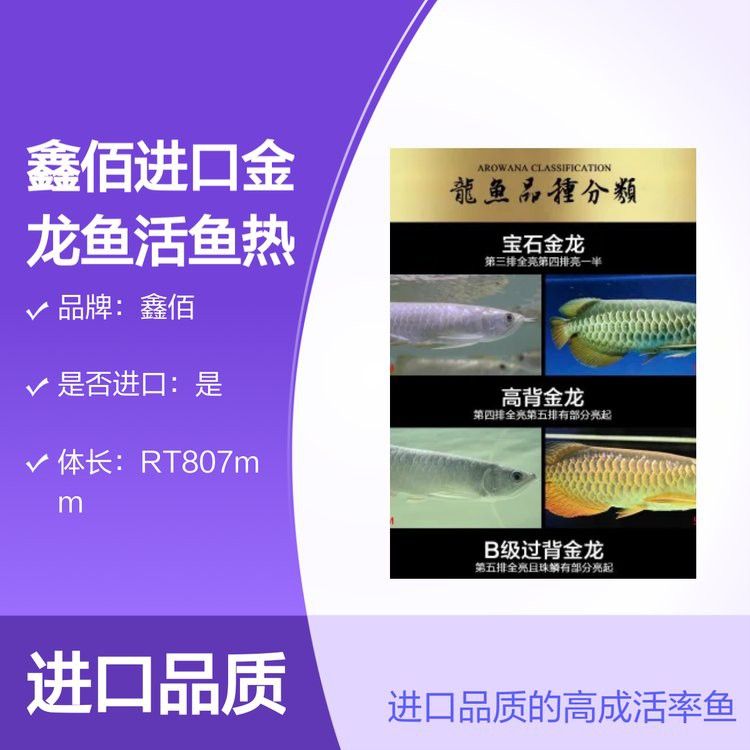 高背金龍魚的價格是多少？