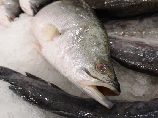 龍利魚是海魚還是淡水魚