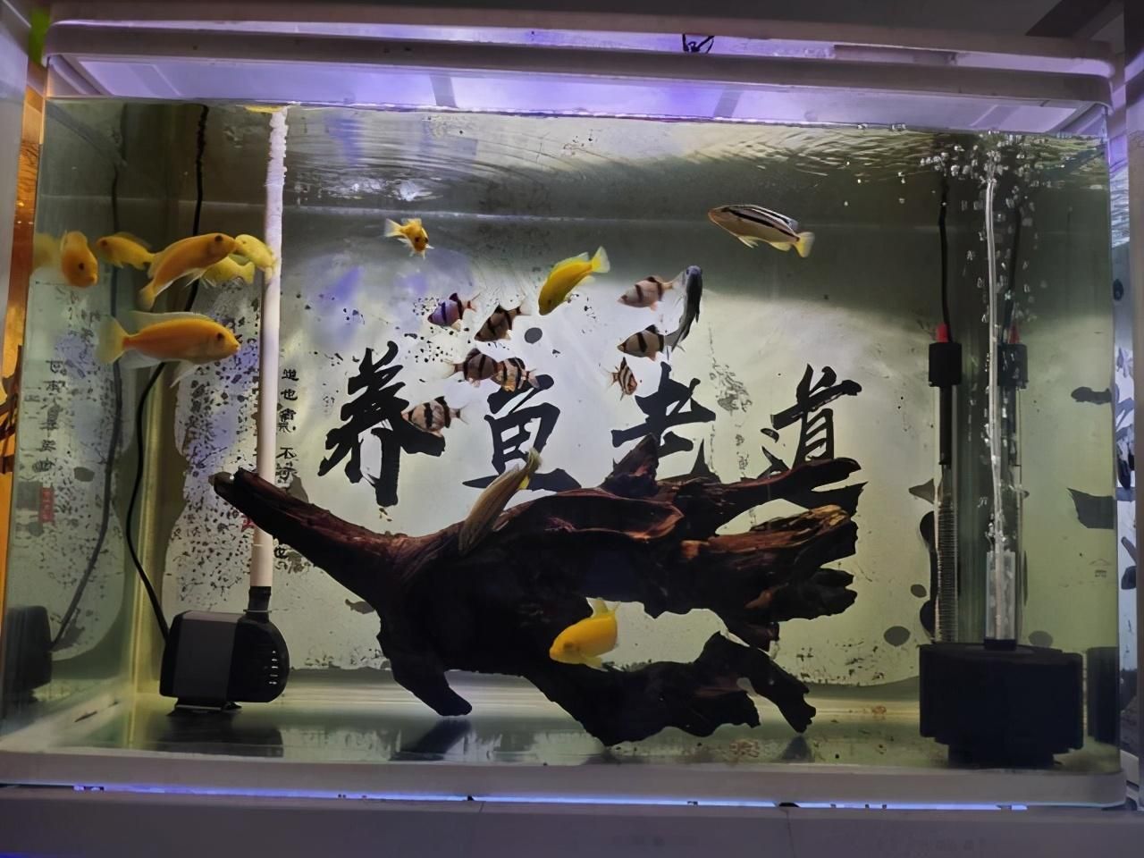 養龍魚加純凈水（養龍魚時純凈水在某種程度上可以用來養魚的，因為它可以用來養魚）