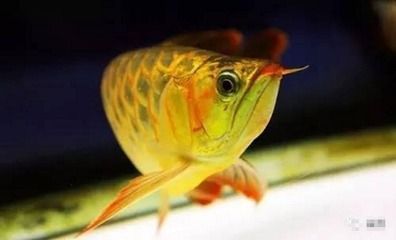 養龍魚加純凈水（養龍魚時純凈水在某種程度上可以用來養魚的，因為它可以用來養魚）