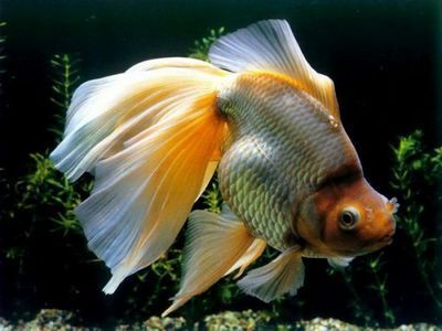 養龍魚加純凈水（養龍魚時純凈水在某種程度上可以用來養魚的，因為它可以用來養魚）