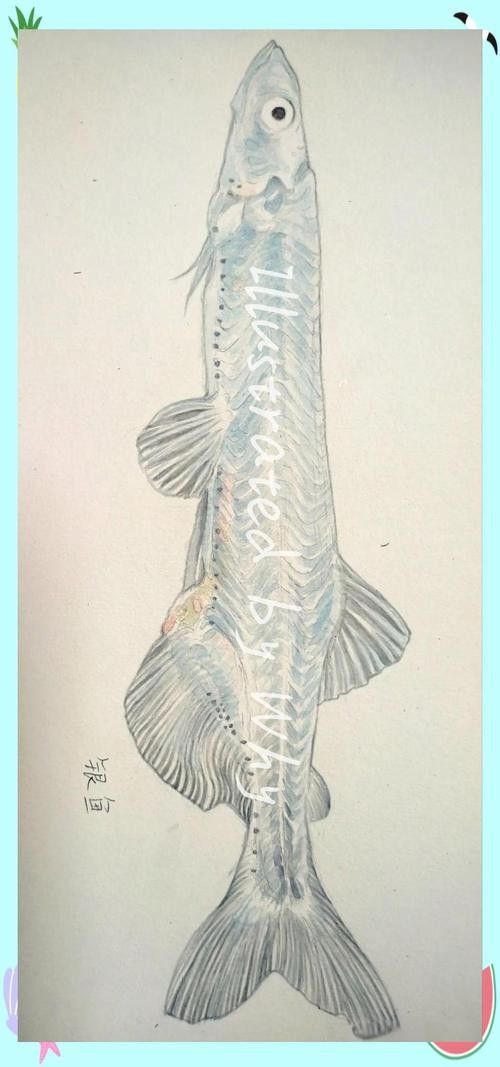 銀龍魚圖片大全素描畫