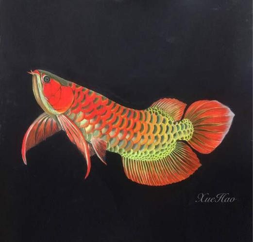 銀龍魚圖片大全素描畫