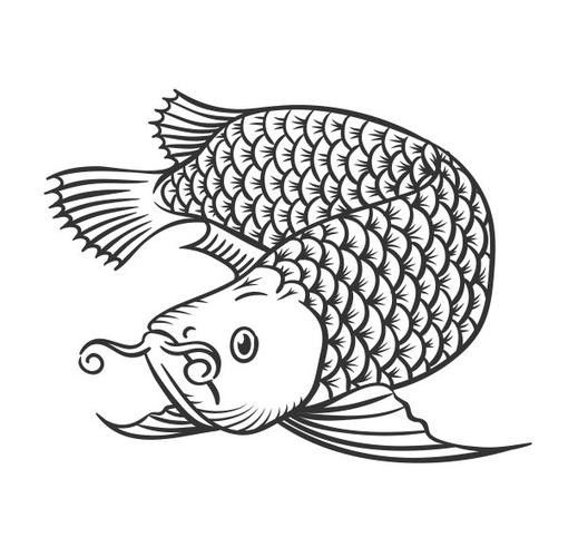 銀龍魚圖片大全素描畫