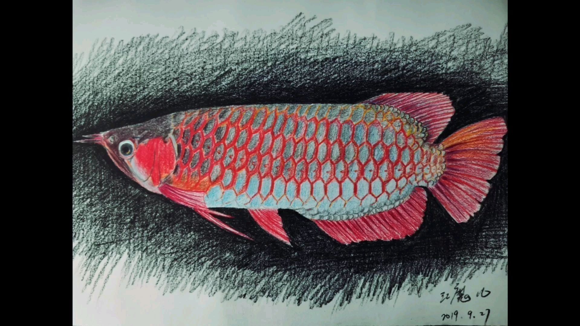 銀龍魚圖片大全素描畫