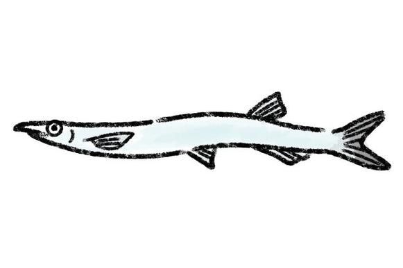 銀龍魚圖片大全素描畫