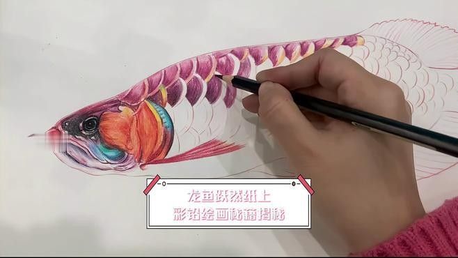 銀龍魚圖片大全素描畫
