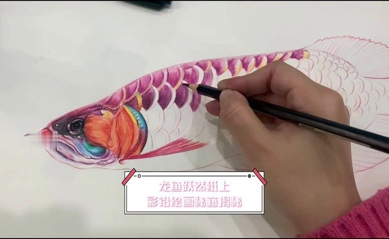 銀龍魚圖片大全素描畫