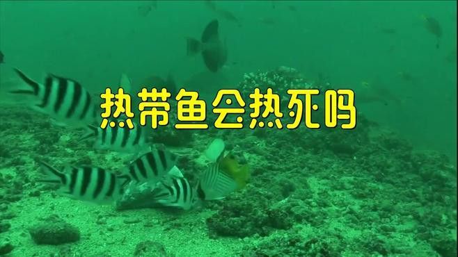龍魚溫度過高會有什么影響？