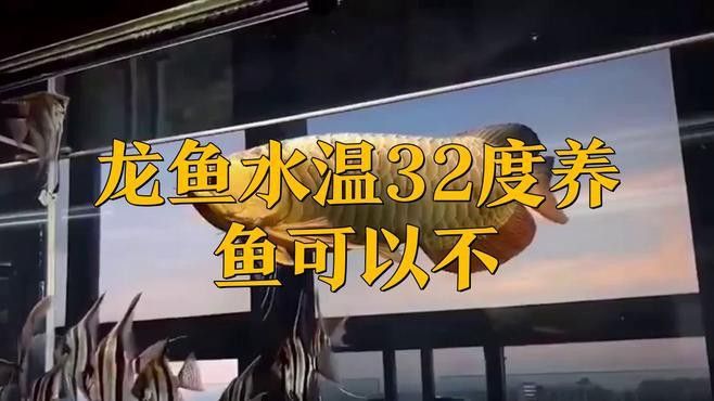 龍魚溫度過高會有什么影響？