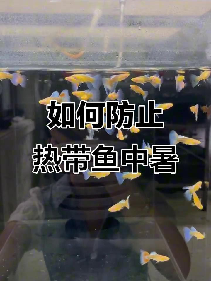 龍魚溫度過高會有什么影響？
